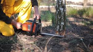 Best Arborist Consultation Services  in Junction City, KY