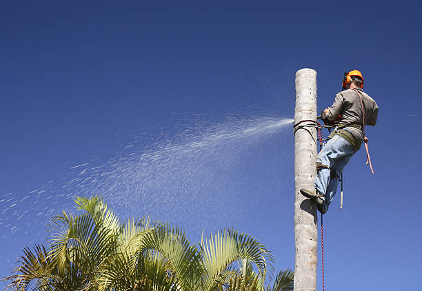 Best Commercial Tree Services  in Junction City, KY