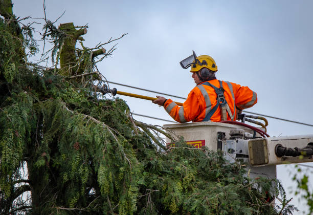  Junction City, KY Tree Care Pros