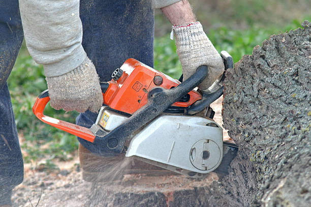 How Our Tree Care Process Works  in  Junction City, KY