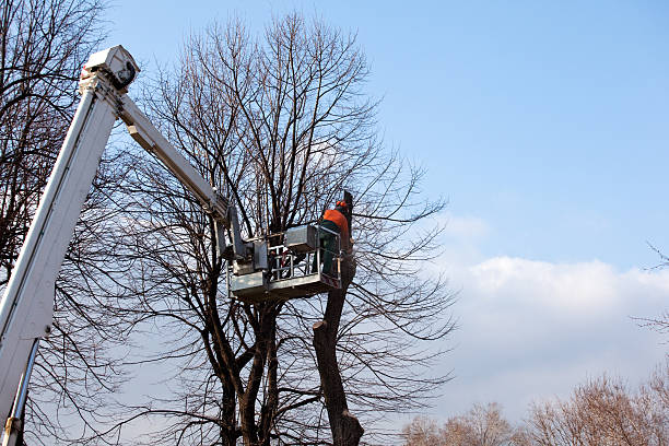 Professional Tree Care in Junction City, KY