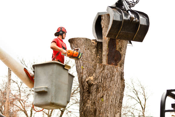 Best Seasonal Cleanup (Spring/Fall)  in Junction City, KY